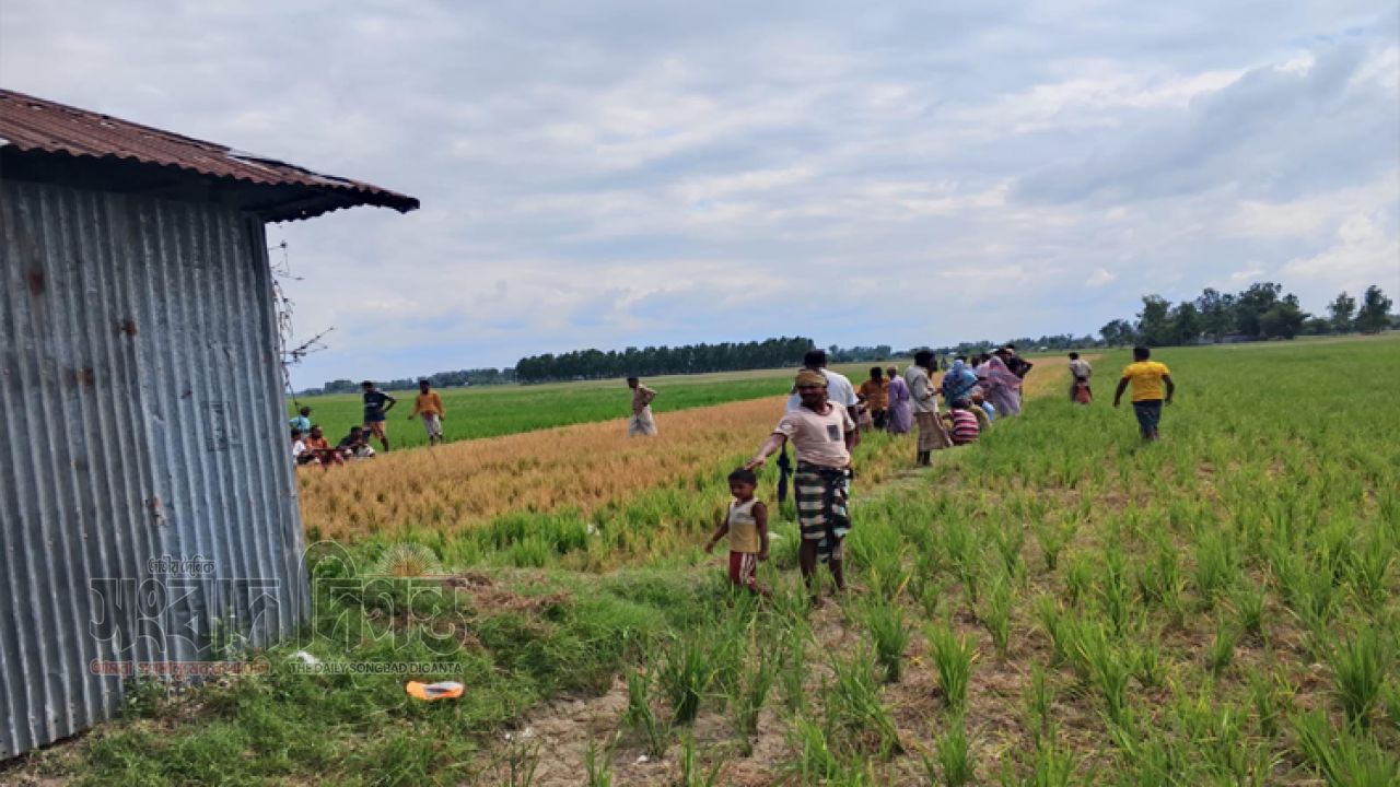 থানায় পাল্টাপাল্টি অভিযোগ  গঙ্গাচড়ায় তিস্তার চরে আগাছানাশক ছিটিয়ে ৫৫ শতক আমনক্ষেত নষ্ট 