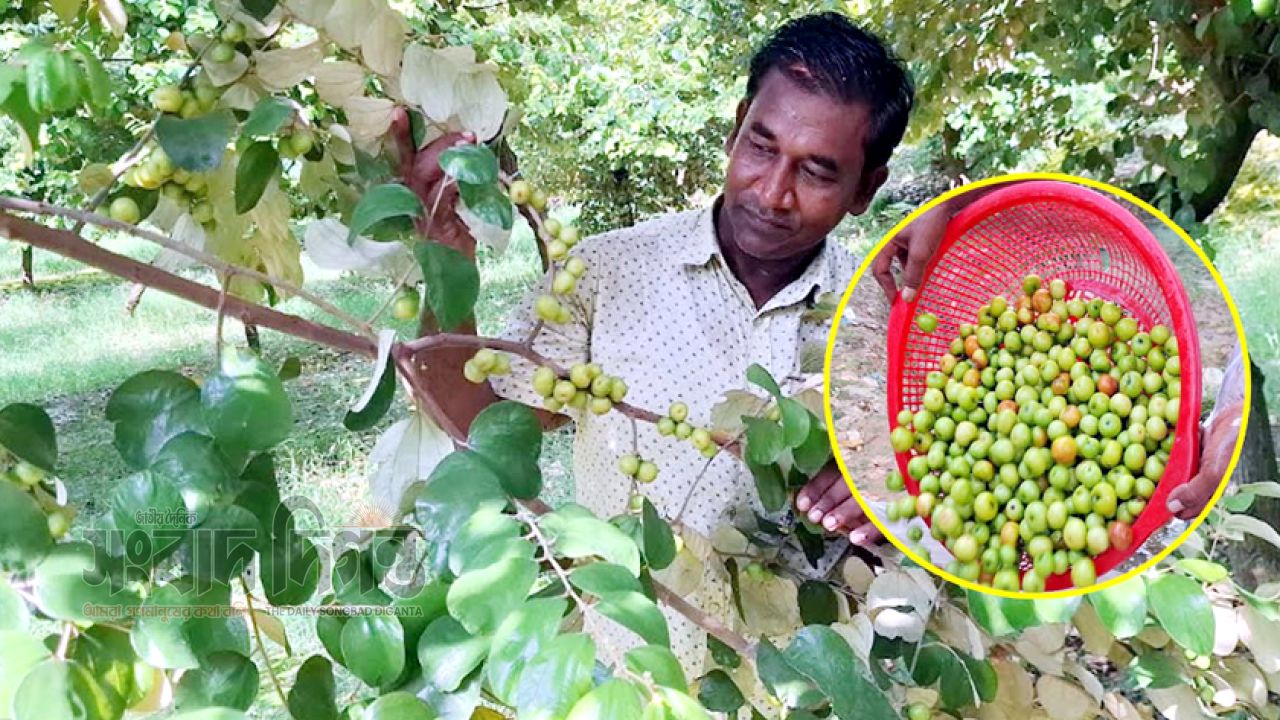 সখীপুরের কৃষি উদ্যোক্তা মোসলেম উদ্দিনের টক বরই চাষে চমক 