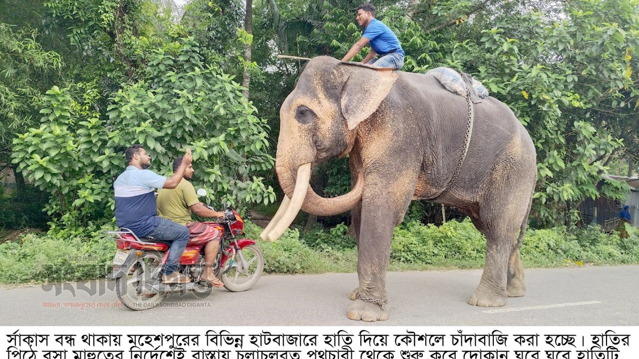 মহেশপুরে হাতি দিয়ে অভিনব কৌশলে চলছে চাঁদাবাজি 