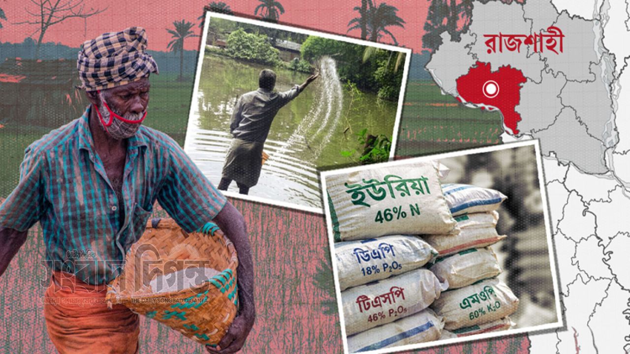 রাজশাহীতে বরাদ্দ স্বাভাবিক তবু কাটছে না সারের সংকট 
