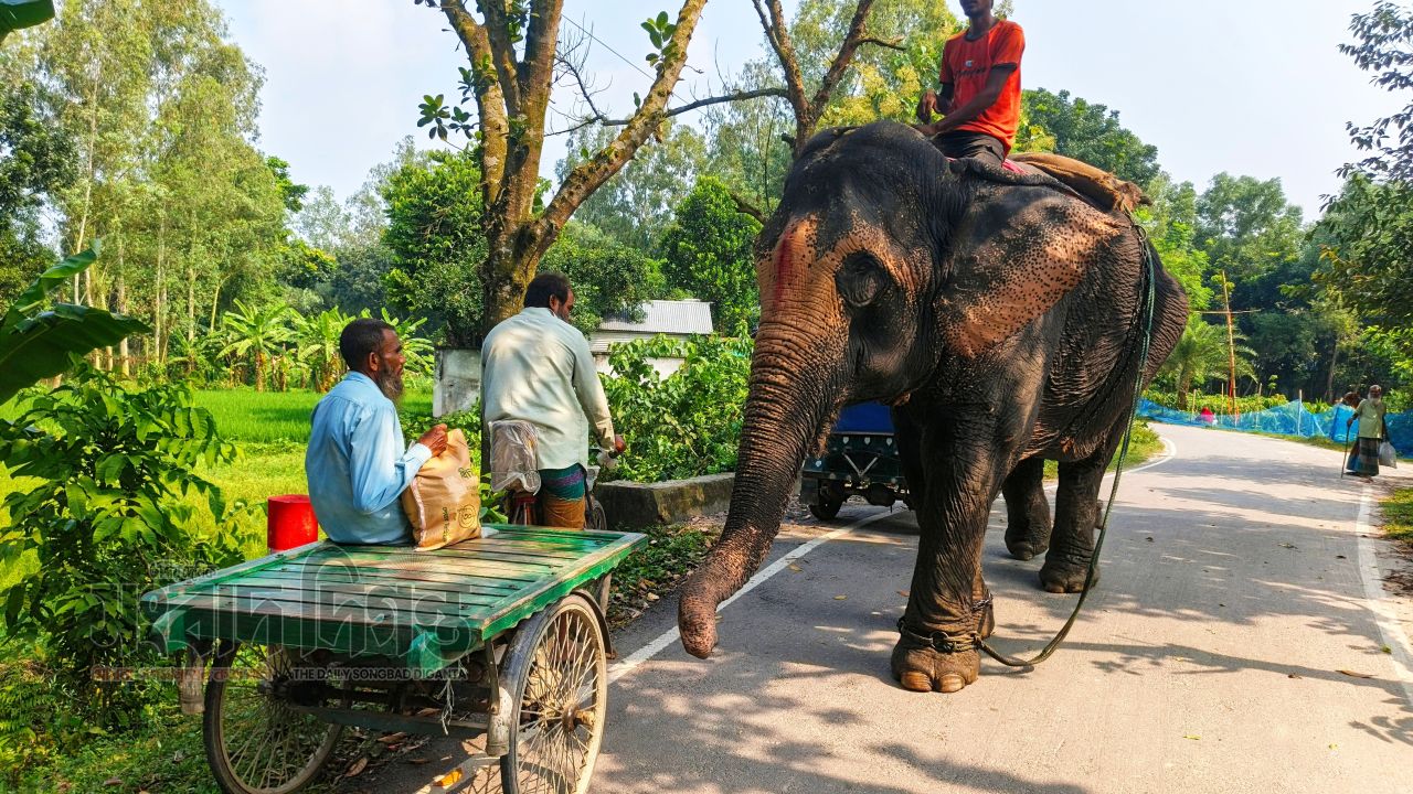 সরিষাবাড়ীতে হাতি দিয়ে চলছে চাঁদাবাজি  আতংকে মানুষ  