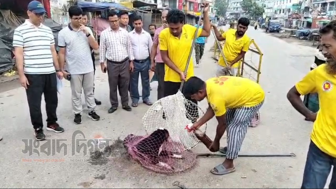 জলাতঙ্ক প্রতিরোধে পথকুকুর-বিড়ালকে গণহারে টিকা পুশ করেছে কসবা পৌরসভা