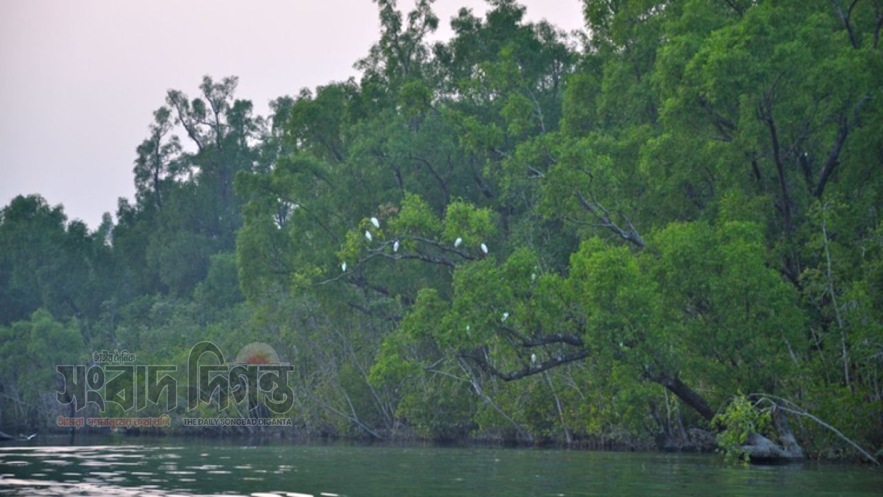সুন্দরবনে মজনু বাহিনীর হাতে চার জেলে অপহরণ