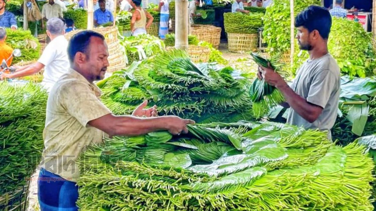 দুই যুগের বিরোধের অবসান, ৩৩ দেশে বাড়ছে বাংলাদেশের পান রপ্তানি