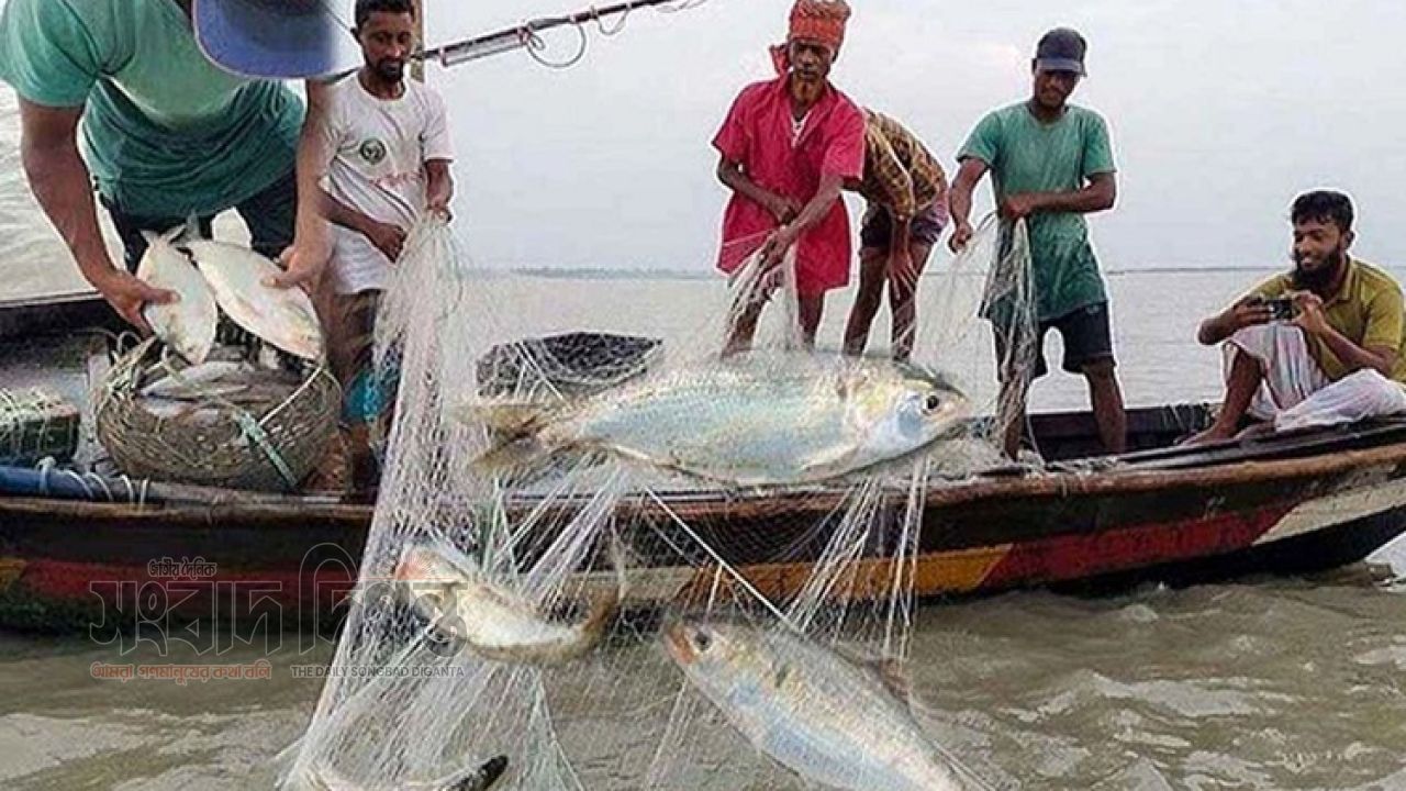 মা ইলিশ সংরক্ষণে ৬ লাখ ৪৬ হাজার জেলে পরিবারকে চাল দেবে সরকার
