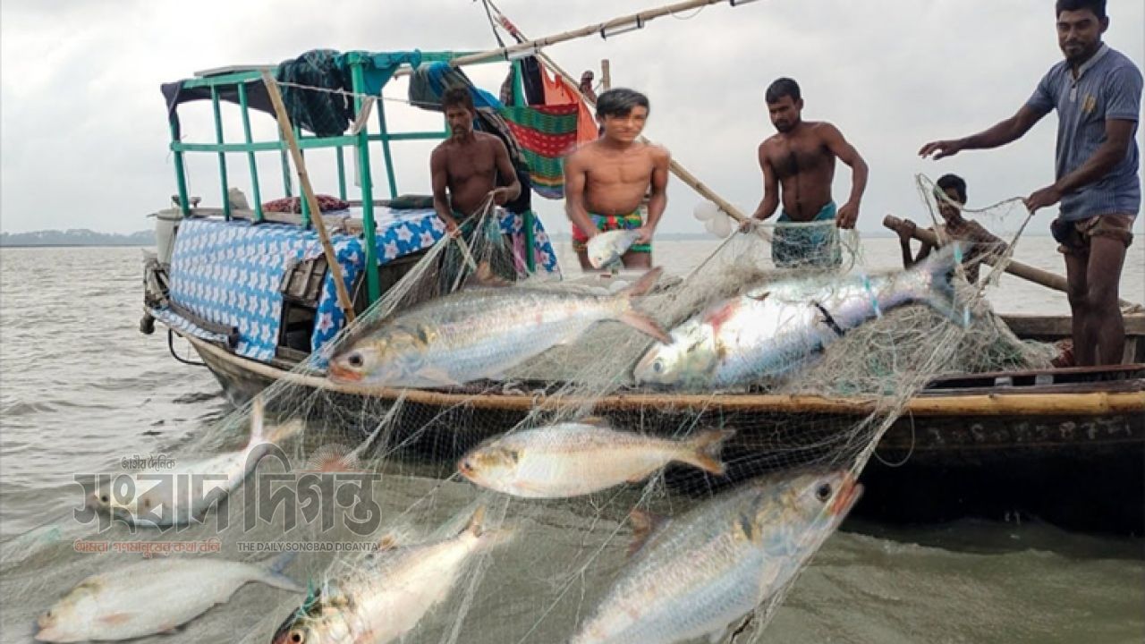 মা ইলিশ রক্ষায় সাগর-নদীতে ২২ দিনের নিষেধাজ্ঞা শুরু 