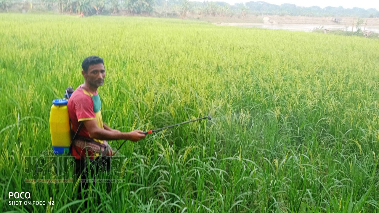 দিগন্তজুড়ে সবুজের সমারোহ, সাতক্ষীরায় আমনের বাম্পার ফলনে ঋণমুক্তির স্বপ্ন কৃষকের