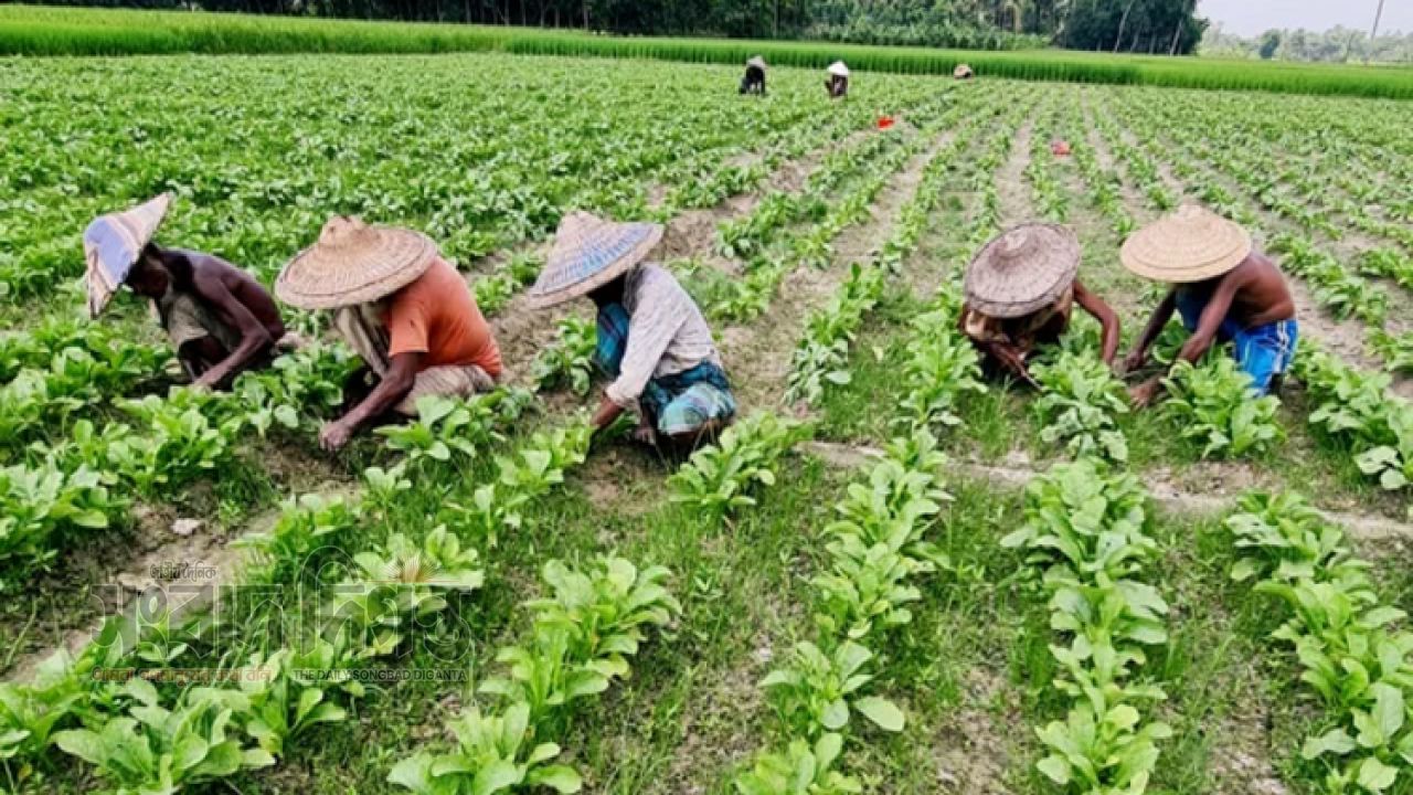 ঝিনাইদহে আগাম সবজি চাষে কৃষকের মুখে হাসি, বাড়তি উৎপাদন খরচে দুশ্চিন্তা 
