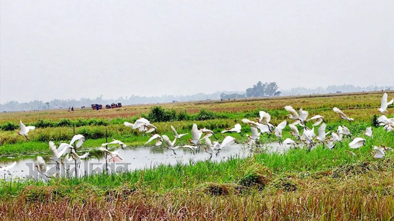 পাখির ডানায় শীতের বার্তা: পরিযায়ী পাখির কলকাকলিতে মুখর চলনবিল