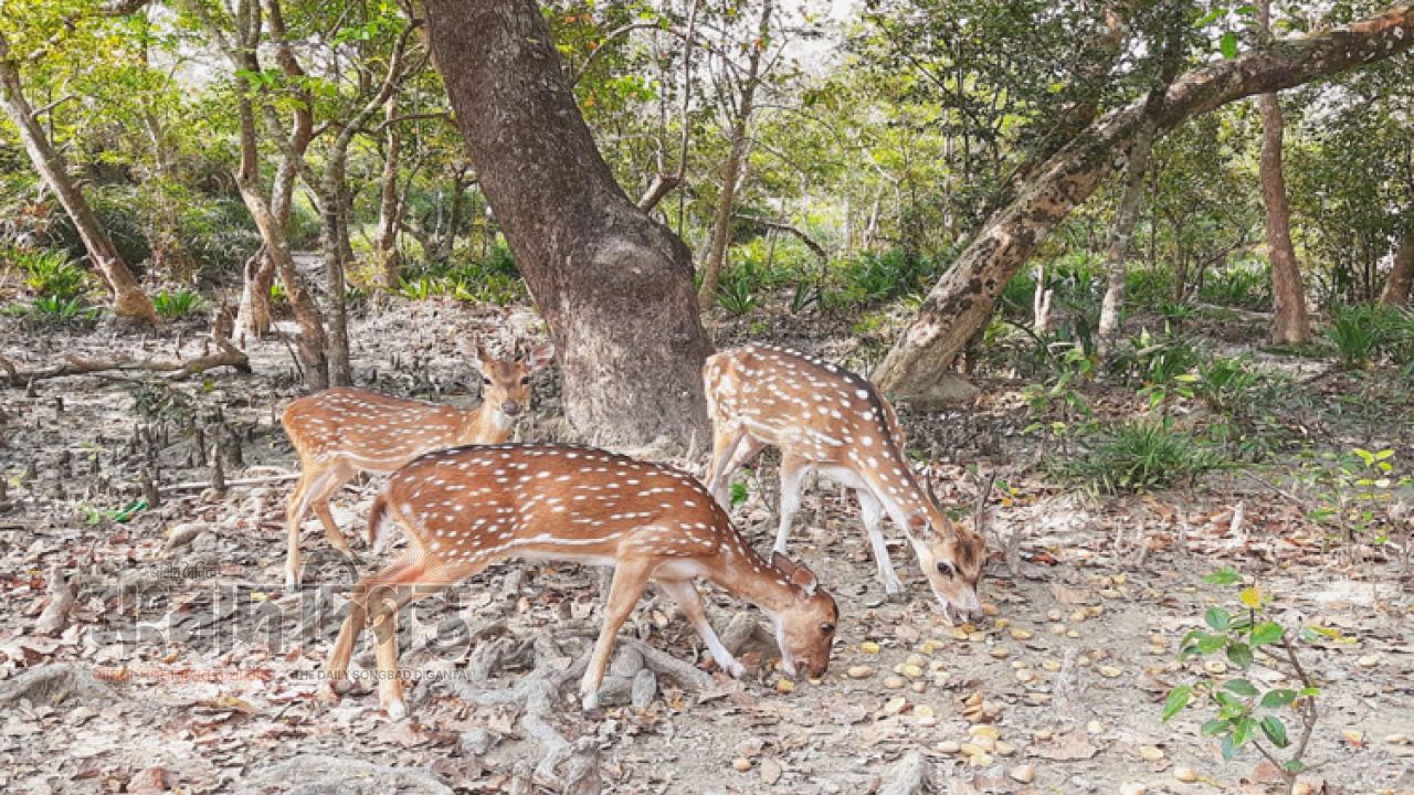 টেংরাগিরির ১৪ হরিণের মধ্যে এখন বেঁচে আছে মাত্র ৩টি